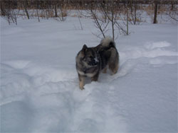 Mia always had a snow covered nose