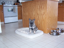 Mia Female Elkhound First Photo