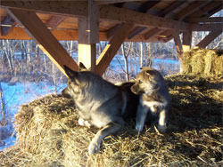 Mia and Takoda, pals forever