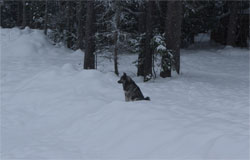 Takoda Sits Alone