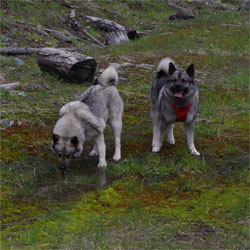 Nessa and Merle - Sibling Norwegian Elkhounds