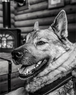 Silver Nessa - Norwegian Elkhound Female
