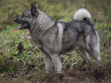 Ragnar Norwegian Elkhound Male Update