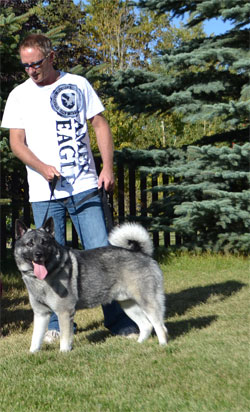 Bram, Magnificent Male Norwegian Elkhound