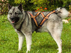 Ragnar's Custom Harness