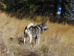 Ragnars Grandpa Takoda at 12 years