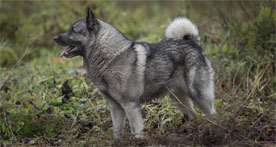 Norwegian Elkhound Ragnar in Russia