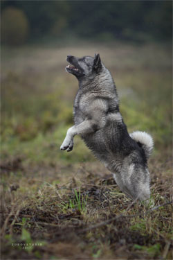 Ragnar, one stunning Elkhound Male