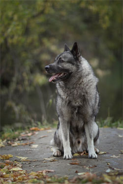 Ragnar Norwegian Elkhound Male