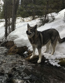 Aina Jamthund Swedish Elkhound Female