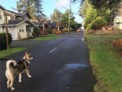 Rico Male Swedish Elkhound