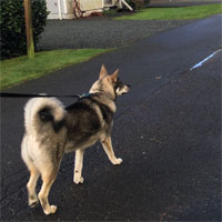 Swedish Elkhound Male