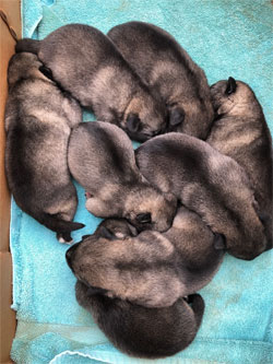 Rita pups 10 days old