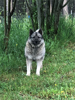 Rita - Norwegian Elkhound Foundation Female