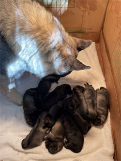 Norwegian Elkhound Puppies