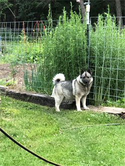 Rita Female Norwegian Elkhound