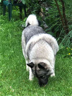 Rita Norwegian Elkhound Foundation Female