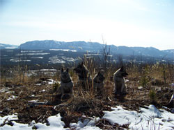 Remote Terrain Norwegian Elkhounds