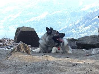 Shorty, big hike at Harrison Hot Springs