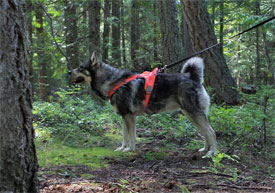 Ella Swedish Elkhound