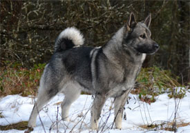 Jaegar Norwegian Elkhound Male