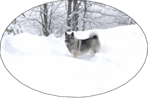 Kai Female Elkhound