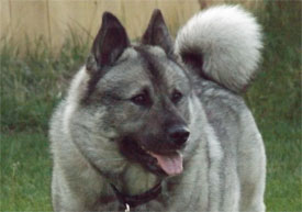 Kaleva Norwegian Elkhound