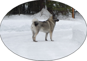 Kalia - Elkhound Female
