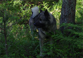 Teeko Norwegian Elkhound Male