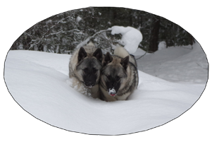 Tekla and Tuva Twin Elkhound Females