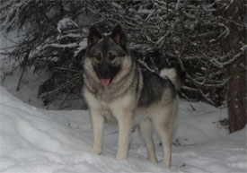 Tuva Norwegian Elkhound