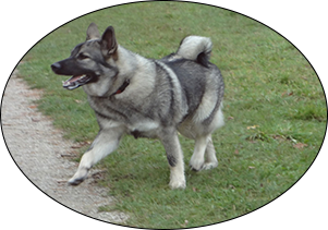 jaegar elkhound dog