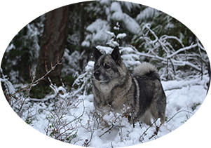 Mia Elkhound Dog