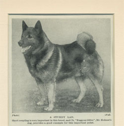 Ancient Champion Norrland Blood Elkhound