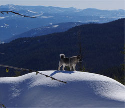 Kai Granddaughter of Takoda Female Norwegian Elkhound