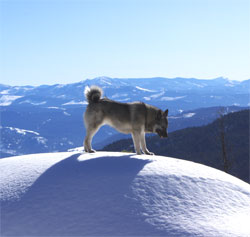 Luna Norwegian Elkhound Foundation Female