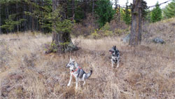 Takoda and Aina Swedish Elkhounds