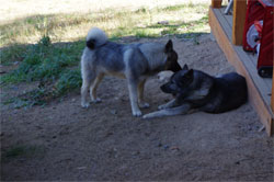 Takoda and Hercules September 3 2021