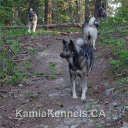 Takoda Elkhound Sire - Kamia Kennels 10 Years