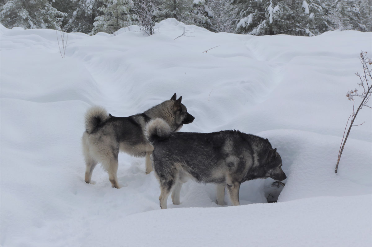 Norwegian Elkhound Growth Chart