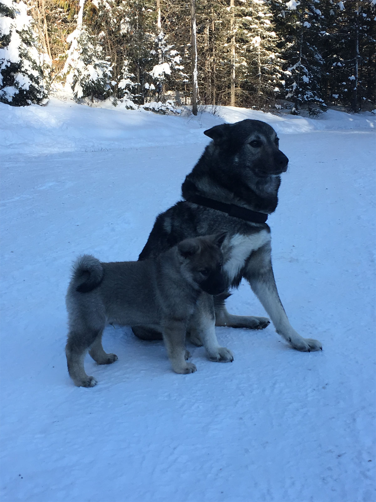 Norwegian Elkhound Growth Chart