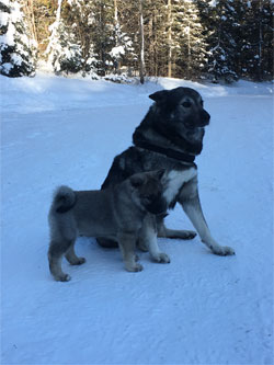 Takoda and son Ripley Elkhound Males