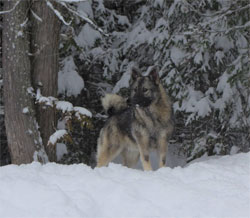 Vida Norwegian Elkhound Foundation Female