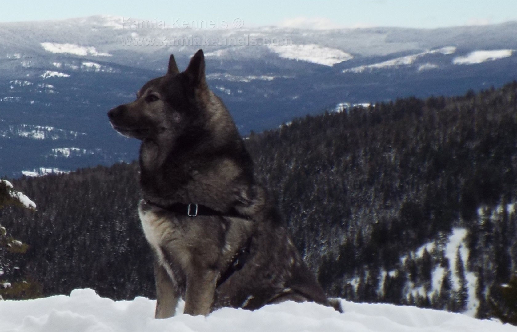 are swedish white elkhound aggressive