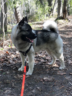 Torleif, Son of Tuva and Leif