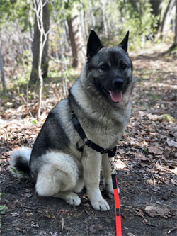 Torleif, Son of Tuva and Leif