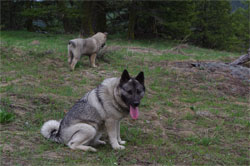 Tuva Female Norwegian Elkhound