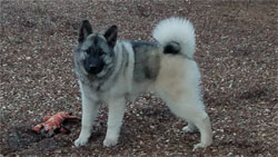 Norwegian Elkhound Male - Viking