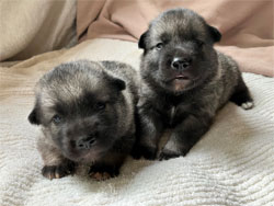 Aspen Norwegian Elkhound Foundation Female