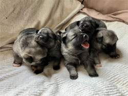 Aspen Norwegian Elkhound Foundation Female